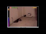 Stickam Brazillianbaby